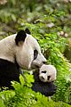 china-leopards