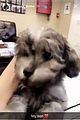 veronica-puppy