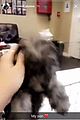 veronica-puppy