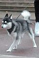 sophie-walk