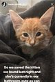 erbert-cat