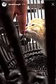 erbert-cat