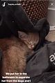 erbert-cat