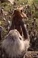lion-trailer