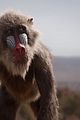 lion-trailer