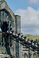 hagrid-coaster