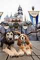 lady-disney