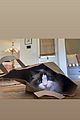 joe-cat