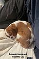 milo-puppy