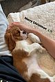 milo-puppy