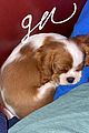 milo-puppy