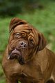 turner-hooch-trailer