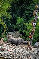 jungle-changes