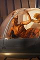 normani-wildvid