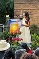 summer-rose-facts